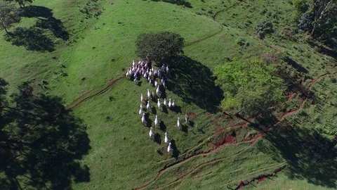 Aerial view of herd of cows at summer green field in Brazil Stock Footage 73857568