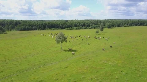 Aerial view of herd of cows at summer green field in Russia Stock Footage