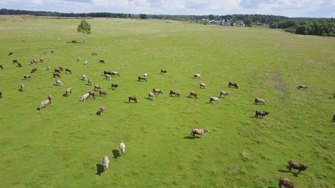 Aerial view of herd of cows at summer green field in Russia Stock Footage 80559999
