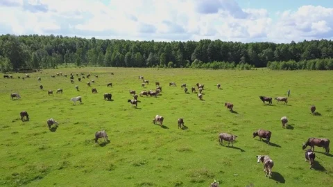Aerial view of herd of cows at summer green field in Russia Stock Footage 80560146