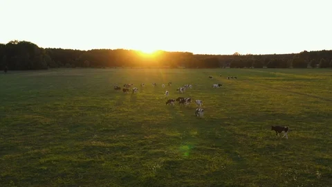Aerial view herd of cows on sunset Stock-Footage 115112007
