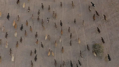 Aerial view of herd of cows in Turkey Stock-Footage 146638452
