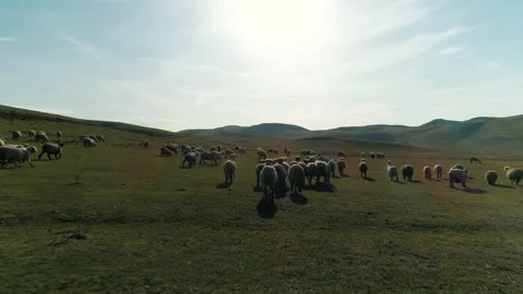 Aerial view of herd of cows in Turkey Stock Footage 146643493