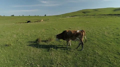Aerial view of herd of cows in Turkey Vídeos de archivo 146643643