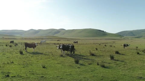 Aerial view of herd of cows in Turkey Stock-Footage 146643755