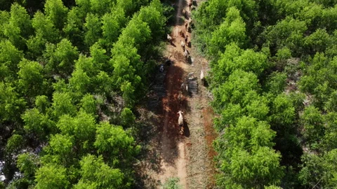 Aerial view of a herd of cows walking on a dirt road in rural pasture in morning 動画素材 217905055