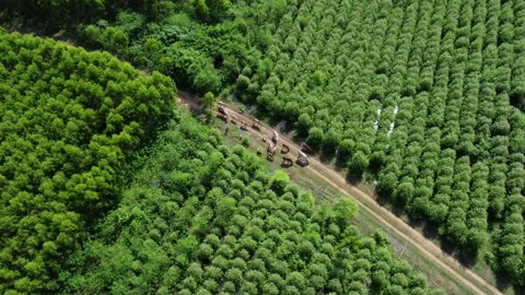 Aerial view of a herd of cows walking on a dirt road in rural pasture in morning Stock Footage 217910094