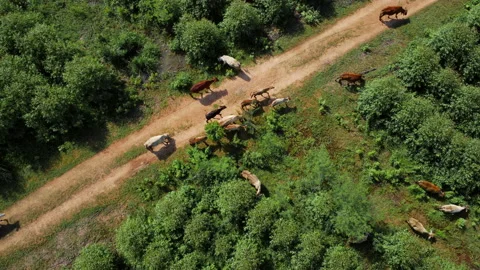 Aerial view of a herd of cows walking on a dirt road in rural pasture in morning Vídeos de archivo 217910766