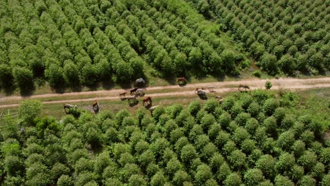 Aerial view of a herd of cows walking on a dirt road in rural pasture in morning Видео 217911410