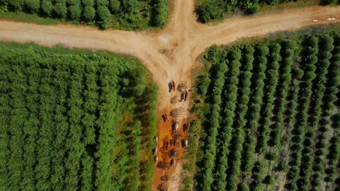 Aerial view of a herd of cows walking on a dirt road in rural pasture in morning Stock Footage 217914927