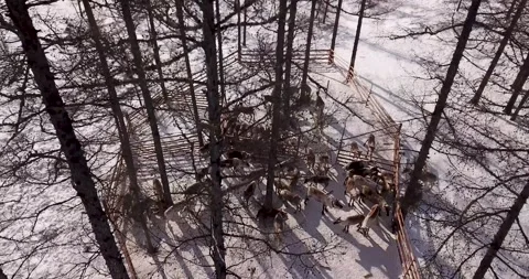 Aerial view herd of deer in an deer-fenced area in taiga. Yakutia Russia Stock Footage 143704231