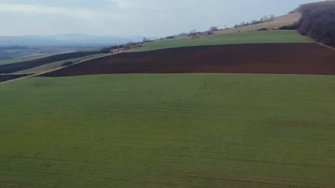 Aerial view to herd of Deer running on green field. Stock Footage 103455992