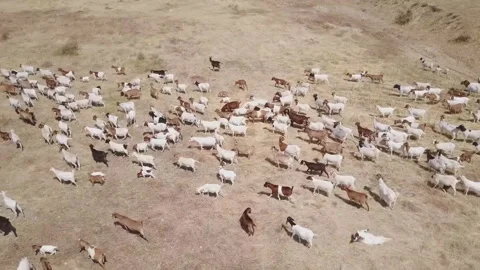 Aerial view of a herd of goats in the steppe (oman) Video stock 106947627