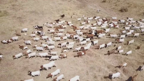 Aerial view of a herd of goats in the steppe (oman) Stock Footage 106948563