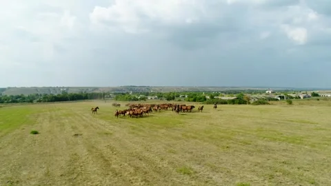 Aerial view a herd of horses grazing in the steppe Stock Footage 279276128