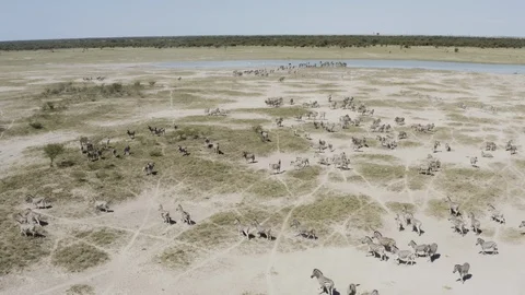 Aerial view of herd of migrating zebras drinking at a waterhole on the Stock Footage 107213552