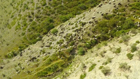 Aerial view of herd of mountain goats in the grassy landscape in Leenane Stock Footage 116352502