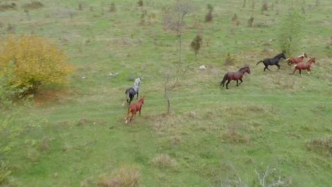 Aerial view of herd of multi-colored horses gallops through a green meadow Stock Footage 118858122