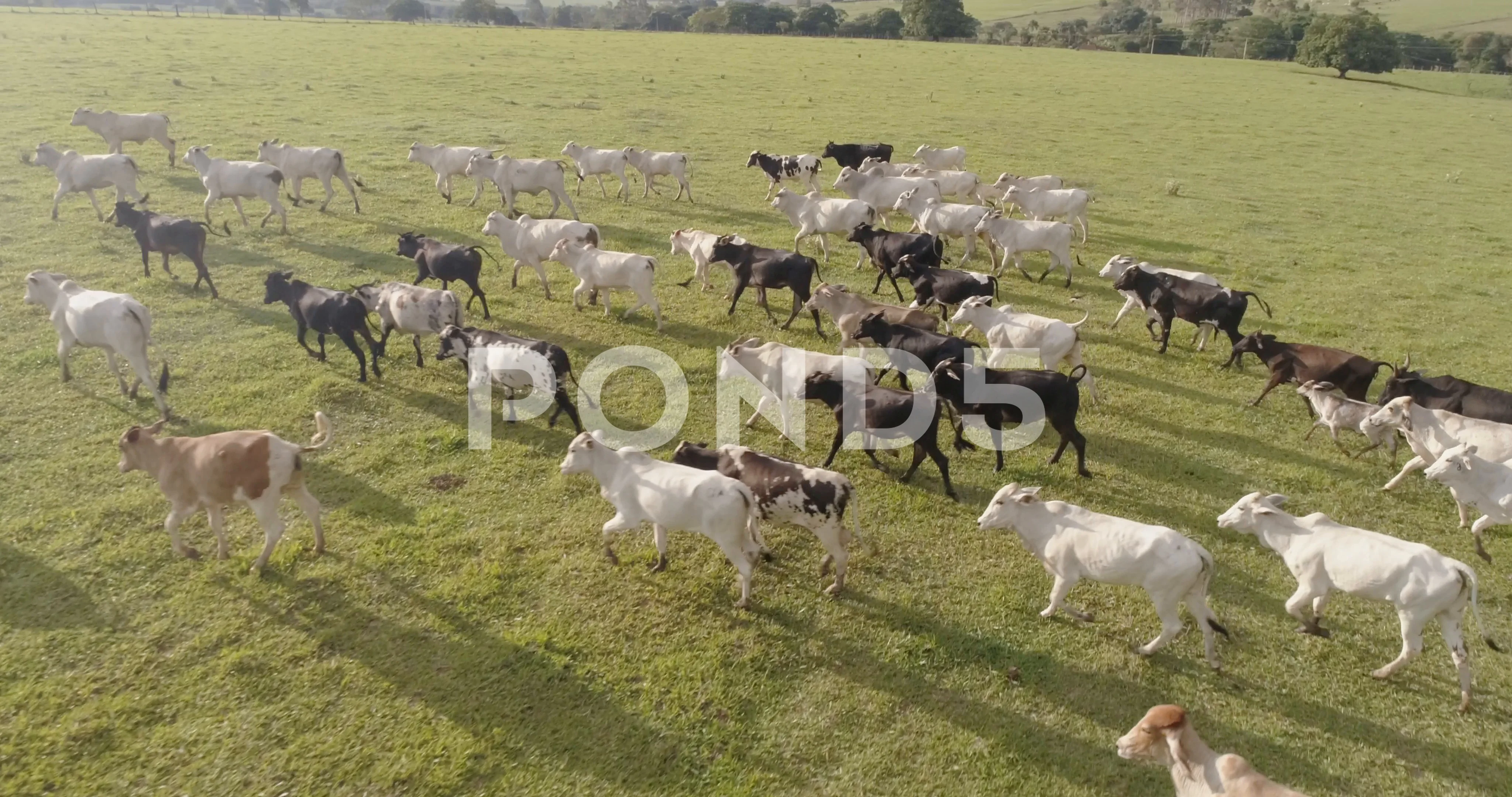 Aerial view of herd nelore cattel on green pasture in Brazil