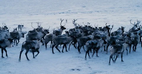Aerial view of herd of reindeer, which ran on snow in tundra. Red Epic. Slow Stock Footage