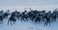 Aerial View Of Herd Of Reindeer, Which Ran On Snow In Tundra. Red Epic. Slow Stock Footage