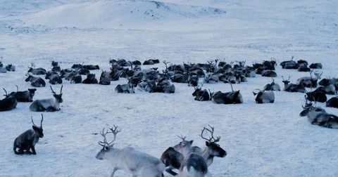 Aerial view of herd of reindeer, which ran on snow in tundra.4k Stock Footage 80248057
