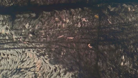 Aerial view of Herd of Roe Deer walking on flooded meadow along the river Stock Footage 196298843