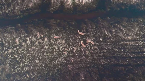 Aerial view of Herd of Roe Deer walking on flooded meadow along the river Stock Footage 196299827