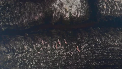 Aerial view of Herd of Roe Deer walking on flooded meadow along the river Stock Footage 196574922