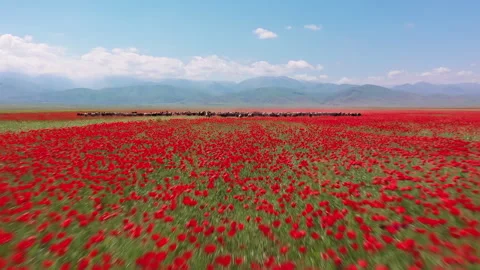 Aerial view of a herd of sheep crossing a beautiful flowering poppy field Stock Footage 323947285