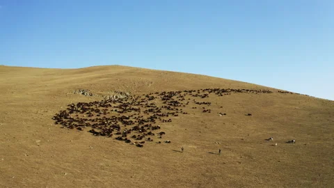 Aerial view of herd of sheep in Igdir. 4K footage in Turkey Stock Footage 203918148