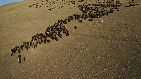 Aerial view of herd of sheep in Igdir. 4K footage in Turkey Stock Footage 204131639