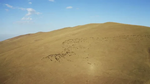 Aerial view of herd of sheep in Igdir. 4K footage in Turkey Stock Footage 204131681