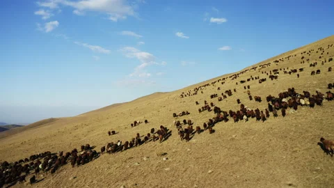 Aerial view of herd of sheep in Igdir. 4K footage in Turkey Stock Footage 204131720