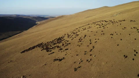 Aerial view of herd of sheep in Igdir. 4K footage in Turkey Stock Footage 204131908