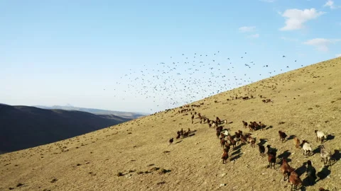 Aerial view of herd of sheep in Igdir. 4K footage in Turkey Stock Footage 204131955