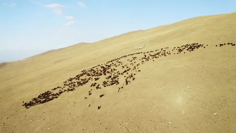 Aerial view of herd of sheep in Igdir. 4K footage in Turkey Stock Footage 204132012