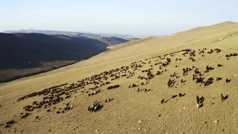 Aerial view of herd of sheep in Igdir. 4K footage in Turkey Stock Footage 204132283