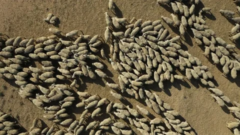 Aerial view of herd of sheep moving randomly on a dry grazing Vídeos de archivo 202303667
