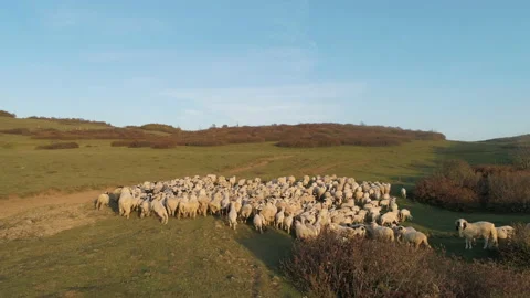 Aerial view of herd of sheep in Turkey Stock Footage 146643098