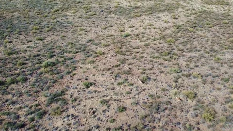 Aerial view of a herd of springbok grazing in a dry grassy field under bright Stock Footage 308960426
