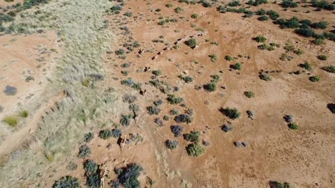 Aerial view of a herd of springbok running across a dry landscape with sparse Stock Footage 308961884