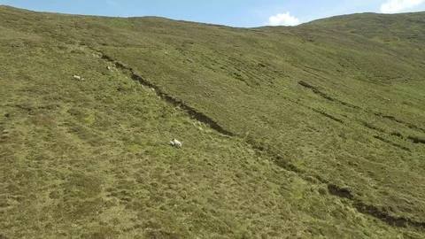 Aerial view of herd of white sheeps in the grassy landscape, Ireland Stock Footage 84271853