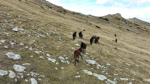 Aerial view of a herd of wild horses grazing on a green field in the mountains Stock Footage 287977314