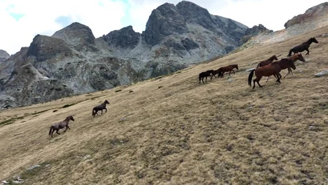Aerial view of a herd of wild horses grazing on a green field in the mountains Stock Footage 294699573