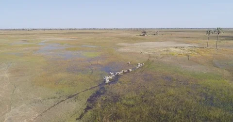 Aerial view of a herd of zebra walking throug the wet grassy plains of the Stock Footage 85261072
