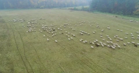 Aerial view of herding sheep from drone Stock Footage 264770160