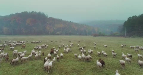 Aerial view of herding sheep from drone Stock Footage 264770251