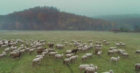 Aerial view of herding sheep from drone Stock Footage 264770281