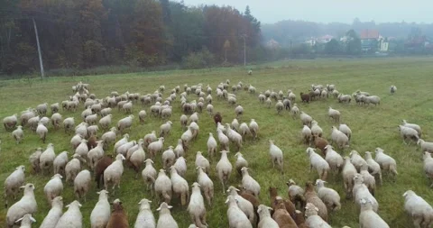 Aerial view of herding sheep from drone Stock Footage 264770307